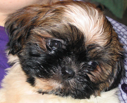 Zoe as a puppy.