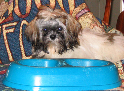 Zoe with her food dish.
