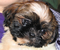 Zoe as a puppy