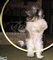 Zoe jumping through a Hula-hoop